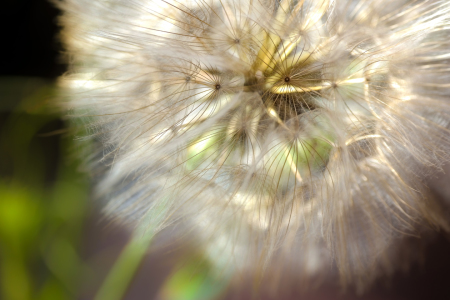 Bild-Nr: 11452095 Pusteblume Poesie Erstellt von: Julia Delgado