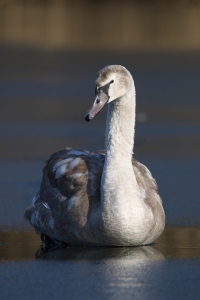 Bild-Nr: 11455187 Schwan Erstellt von: FotoDeHRO