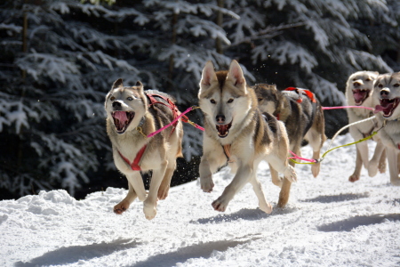 Bild-Nr: 11455962 Fliegende Hunde Erstellt von: GUGIGEI