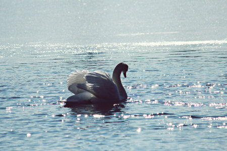 Bild-Nr: 11455995 Schwan Erstellt von: Heike  Hultsch