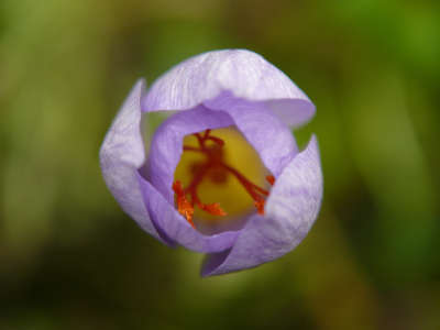 Bild-Nr: 11456027 Krokus Erstellt von: LumixIgor