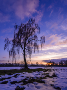 Bild-Nr: 11456038 Weide im Winter Erstellt von: DenisFeiner