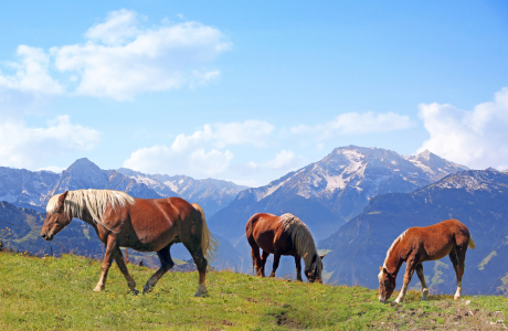 Bild-Nr: 11457181 Pferde auf der Alm Erstellt von: SusaZoom