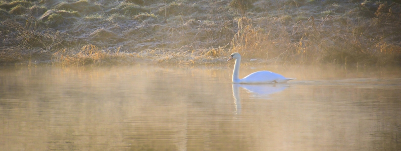 Bild-Nr: 11457371 Der Schwan im Flussnebel Erstellt von: falconer59