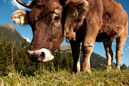 Bild-Nr: 11457614 Kuh auf der Bergwiese Erstellt von: Tanja Riedel