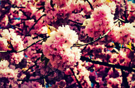 Bild-Nr: 11458747 Kirschblüten Erstellt von: Bastian91