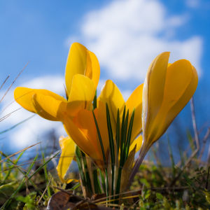 Bild-Nr: 11458805 FRÜHLING Erstellt von: Richard-Young