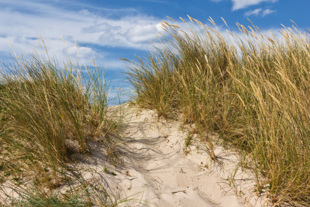 Bild-Nr: 11459188 Düne am Strand in Dänemark 2 Erstellt von: Anja Schäfer