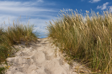 Bild-Nr: 11459192 Düne am Strand in Dänemark 3 Erstellt von: Anja Schäfer