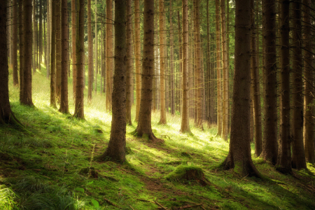 Bild-Nr: 11459520 Die ersten Lichter im Wald Erstellt von: Oliver Henze