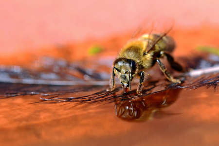 Bild-Nr: 11460771 Wasserträger Erstellt von: Ostfriese