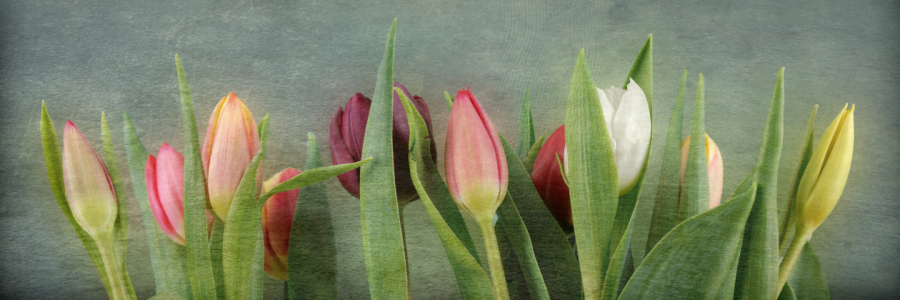 Bild-Nr: 11460848 malerische Tulpen Erstellt von: Rolf Eschbach