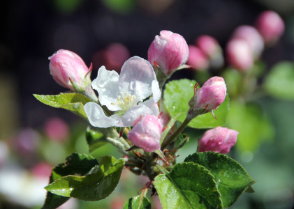 Bild-Nr: 11460995 Kirschblüten Erstellt von: Foto-Gen