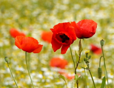 Bild-Nr: 11461165 Mohn im Wind Erstellt von: Chrisho