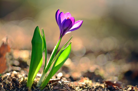 Bild-Nr: 11461242 Krokusse im Lichtschatten Erstellt von: Ostfriese