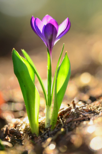 Bild-Nr: 11461246 Frühlingserwachen Erstellt von: Ostfriese