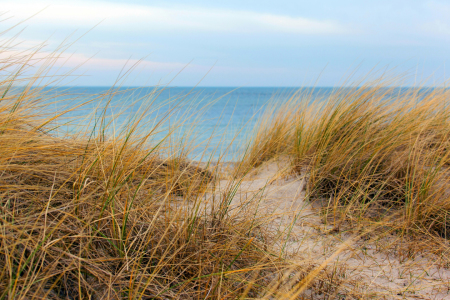 Bild-Nr: 11461615 Strandhafer im Winter auf Fehmarn Erstellt von: wompus