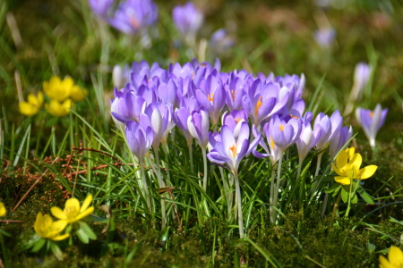 Bild-Nr: 11461745 Frühlingspoesie Erstellt von: GUGIGEI