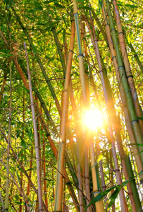 Bild-Nr: 11461981 Sonne im Bambuswald Erstellt von: SusaZoom
