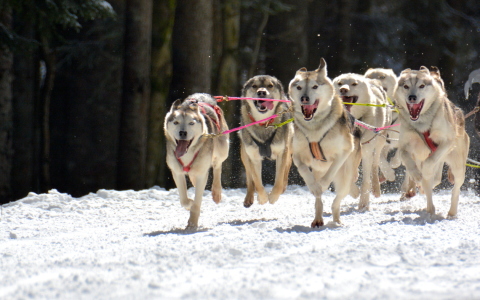 Bild-Nr: 11462191 .. auf gehts Jungs .. Erstellt von: GUGIGEI