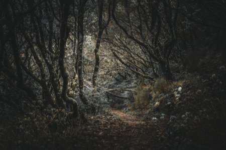 Bild-Nr: 11462193 Madeira - Geisterwald Erstellt von: Jean Claude Castor
