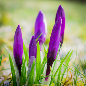 Bild-Nr: 11462457 FRÜHLING Erstellt von: Richard-Young