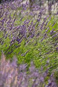 Bild-Nr: 11463950 Der Echte Lavendel  Erstellt von: siebor