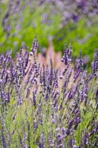 Bild-Nr: 11463954 Echter Lavendel Erstellt von: siebor