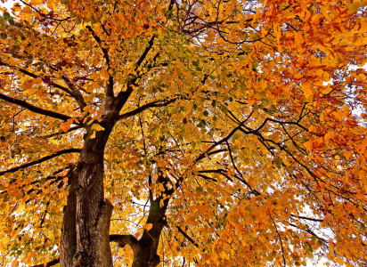 Bild-Nr: 11464948 Lindenbaum im Herbst Erstellt von: A-Grotehans