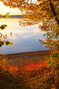 Bild-Nr: 11465472 Herbstabend am See Erstellt von: SusaZoom