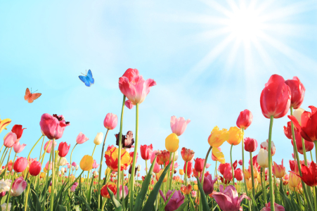 Bild-Nr: 11465482 Frühlingtulpenwiese mit Schmetterlingen Erstellt von: SusaZoom