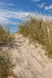 Bild-Nr: 11465652 Düne am Strand in Dänemark 6 Erstellt von: Anja Schäfer