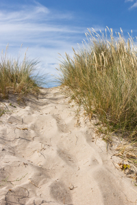 Bild-Nr: 11465654 Düne am Strand in Dänemark 7 Erstellt von: Anja Schäfer