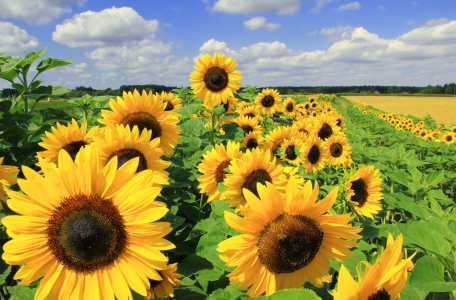 Bild-Nr: 11466815 Sonnenblumen Erstellt von: SusaZoom