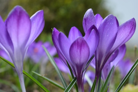 Bild-Nr: 11468674 Blauviolett Erstellt von: Bettina Schnittert