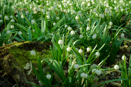 Bild-Nr: 11469400 Spring Erstellt von: Steffen Gierok