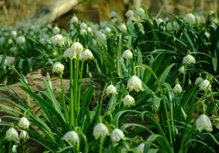 Bild-Nr: 11469402 Spring Erstellt von: Steffen Gierok