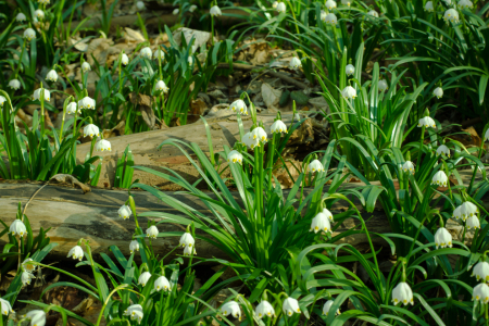 Bild-Nr: 11469404 Spring Erstellt von: Steffen Gierok