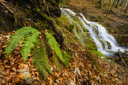 Bild-Nr: 11469968 Der Farn am Wasserfall Erstellt von: DenisFeiner