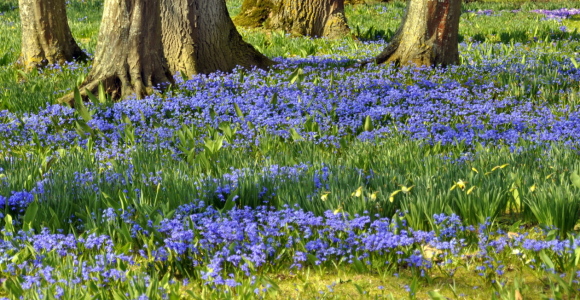 Bild-Nr: 11470472 blauer Frühlingstraum Erstellt von: GUGIGEI