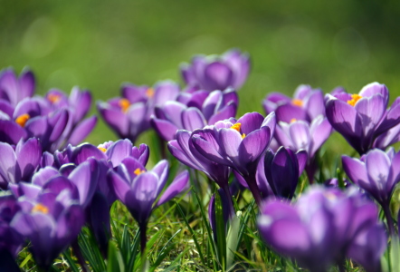 Bild-Nr: 11471285 Endlich Frühling! Erstellt von: GUGIGEI