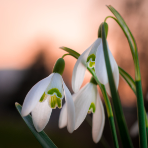 Bild-Nr: 11472338 Frühlingsabend Erstellt von: Richard-Young