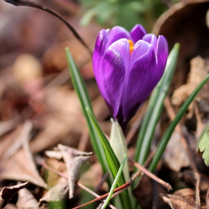 Bild-Nr: 11472683 Krokus Erstellt von: margoscha08