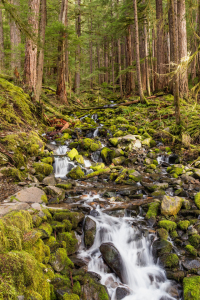 Bild-Nr: 11472744 Olympic National Park Erstellt von: TomKli