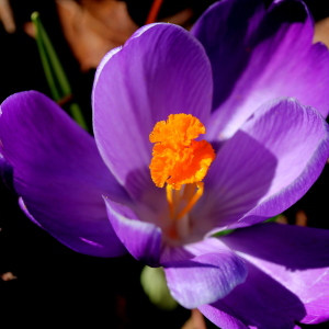 Bild-Nr: 11472841 Krokus Erstellt von: margoscha08