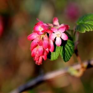 Bild-Nr: 11472845 Frühling Erstellt von: margoscha08