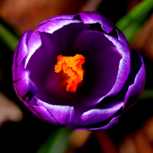 Bild-Nr: 11472847 Krokus Erstellt von: margoscha08