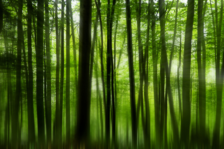 Bild-Nr: 11472998 Wald Strahlen Erstellt von: TDphotoArt