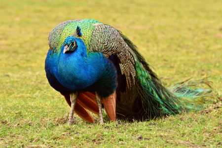 Bild-Nr: 11473249 Der Pfau Erstellt von: Ostfriese