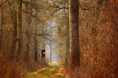 Bild-Nr: 11473293 Waldweg Erstellt von: GUGIGEI